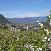 PeerRS C kaltern mitterdorf apfelbluete fruehling
