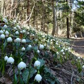 PeerRS C fruehlingstal maerzenbecher wanderweg