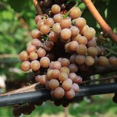 PeerRS C Gewuerztraminer Session three