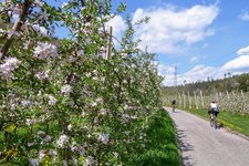 kaltern katzental radweg zum see obstbluete