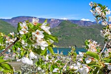 Kalterer See Fruehling