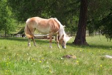 RS jenesien moelten haflinger pferde