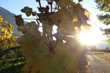 RS goldener herbst abendlicht weinreben mazon