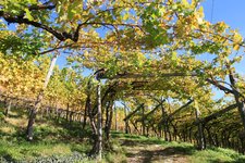 RS Bozen Jenesien Herbst Weinreben