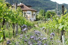 RS wein reben fuehrung lieselhof museum