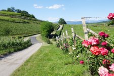 RS weinberge am barleit weg rosen kaltern kalterersee