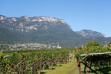 RS weinlandschaft bei kaltern