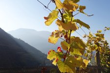 RS herbst reben bei rafenstein bozen