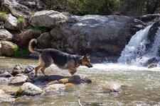 RS TM hund cane wasserfall schwimmen