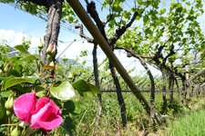 RS weinreben bei buchholz rosen