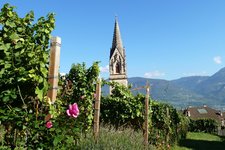 RS tramin kirche pfarrkirche turm weinberg rosen