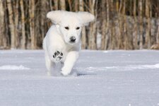 kalterersee Hund Winter