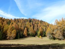 RS mendel prinzwiesen herbstwald