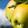 RS obst apfel aepfel apfelbaum