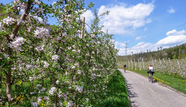 kaltern katzental radweg zum see obstbluete