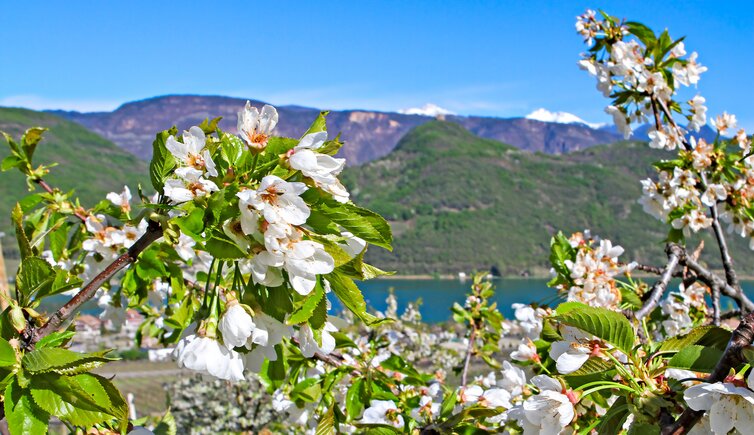 Kalterer See Fruehling