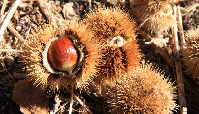 Bozen Jenesien Herbst Kastanienigel