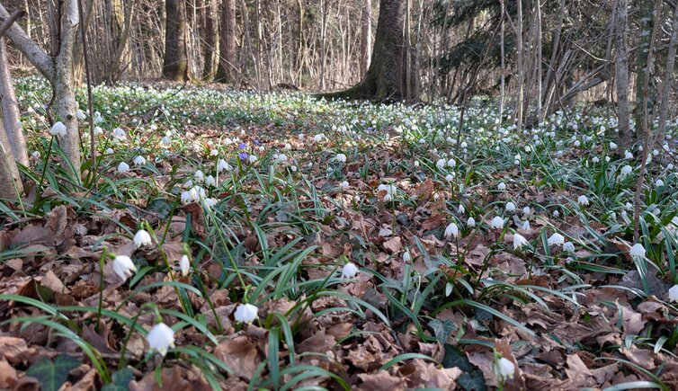 schneegloeckchen im montiggler wald