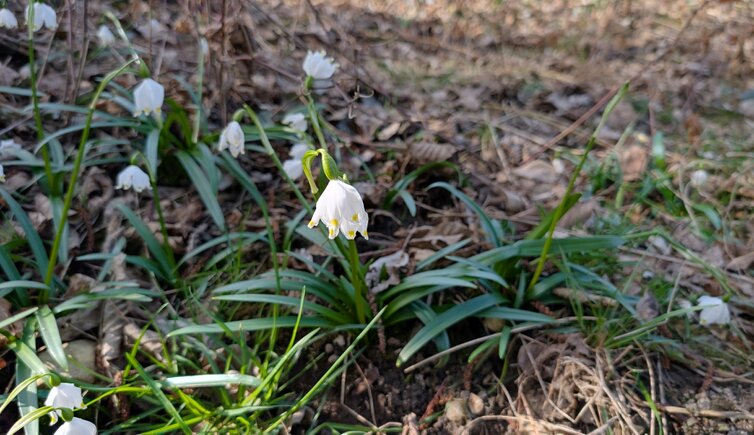 schneegloeckchen im montiggler wald