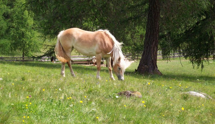 RS jenesien moelten haflinger pferde