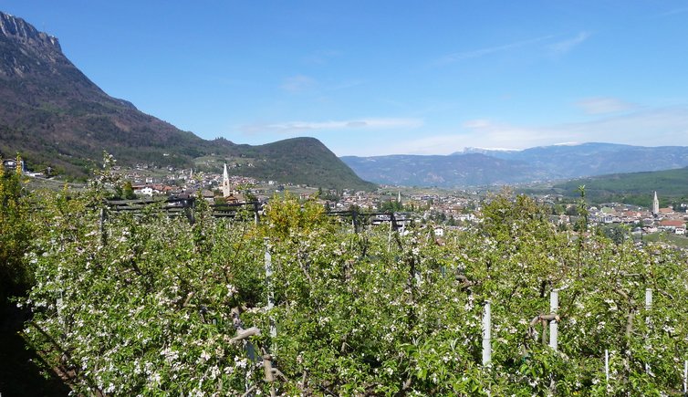 RS kaltern st anton mitterdorf und dorf apfelbluete fruehling