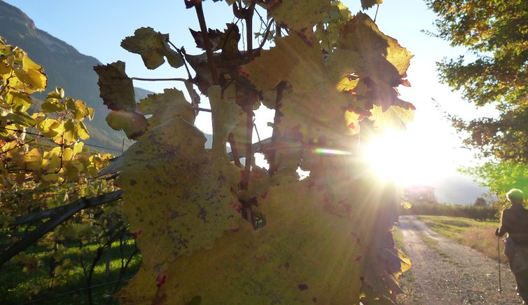 RS goldener herbst abendlicht weinreben mazon