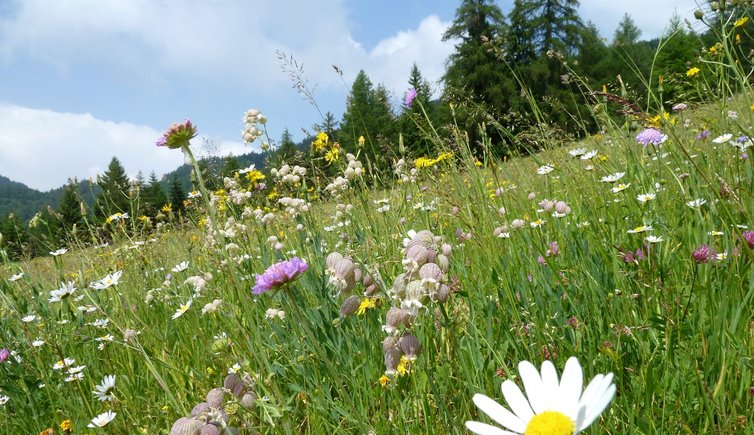 RS blumenwiese bei gfrill