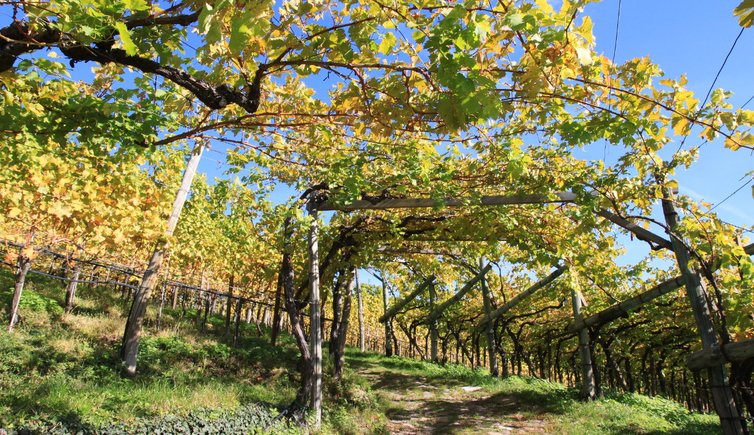 RS Bozen Jenesien Herbst Weinreben