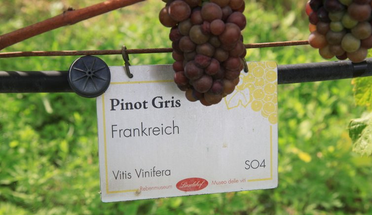 RS Pinot Gris Session three