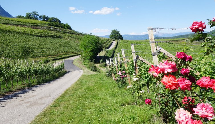 RS weinberge am barleit weg rosen kaltern kalterersee