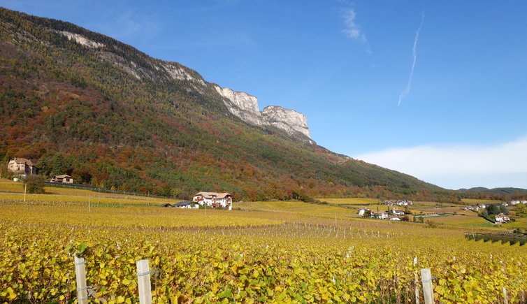 RS herbst weinberge bei steinegger eppan