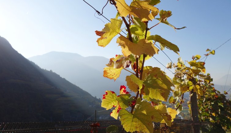 RS herbst reben bei rafenstein bozen