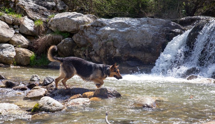 RS TM hund cane wasserfall schwimmen