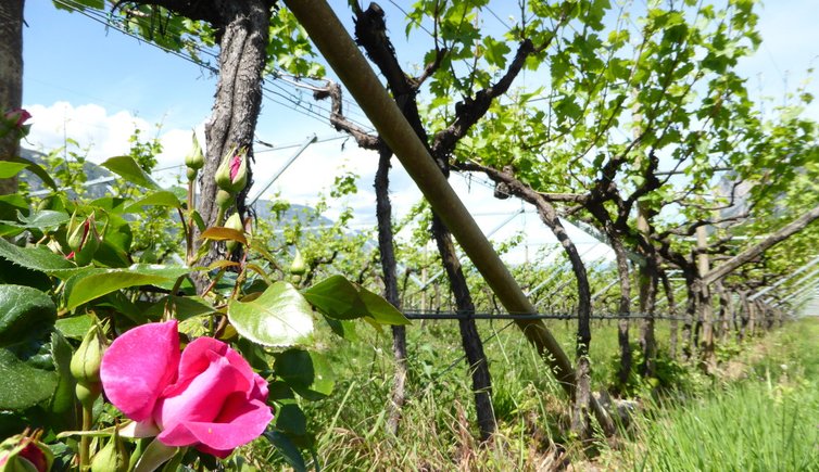 RS weinreben bei buchholz rosen