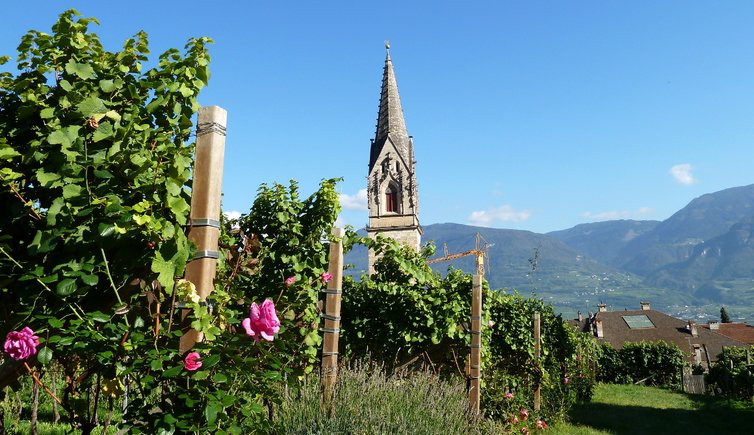 RS tramin kirche pfarrkirche turm weinberg rosen