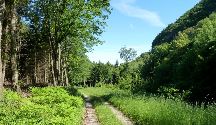 RS forstweg valplon kalterer unterberg