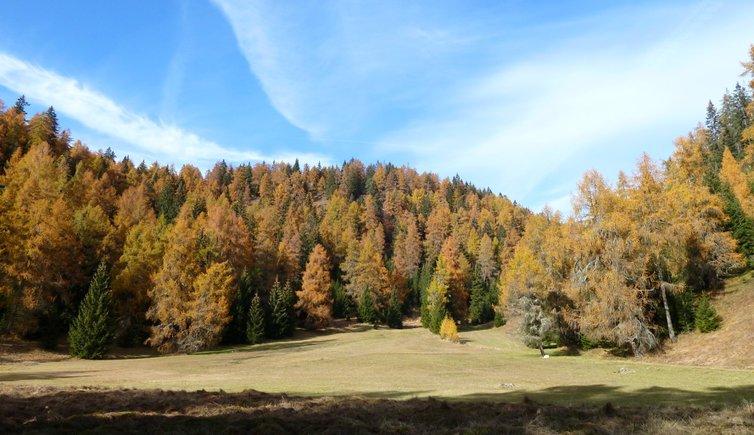 RS mendel prinzwiesen herbstwald