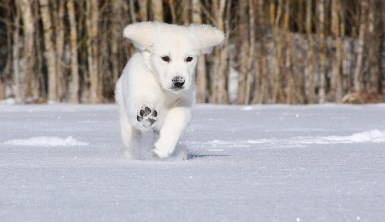 kalterersee Hund Winter